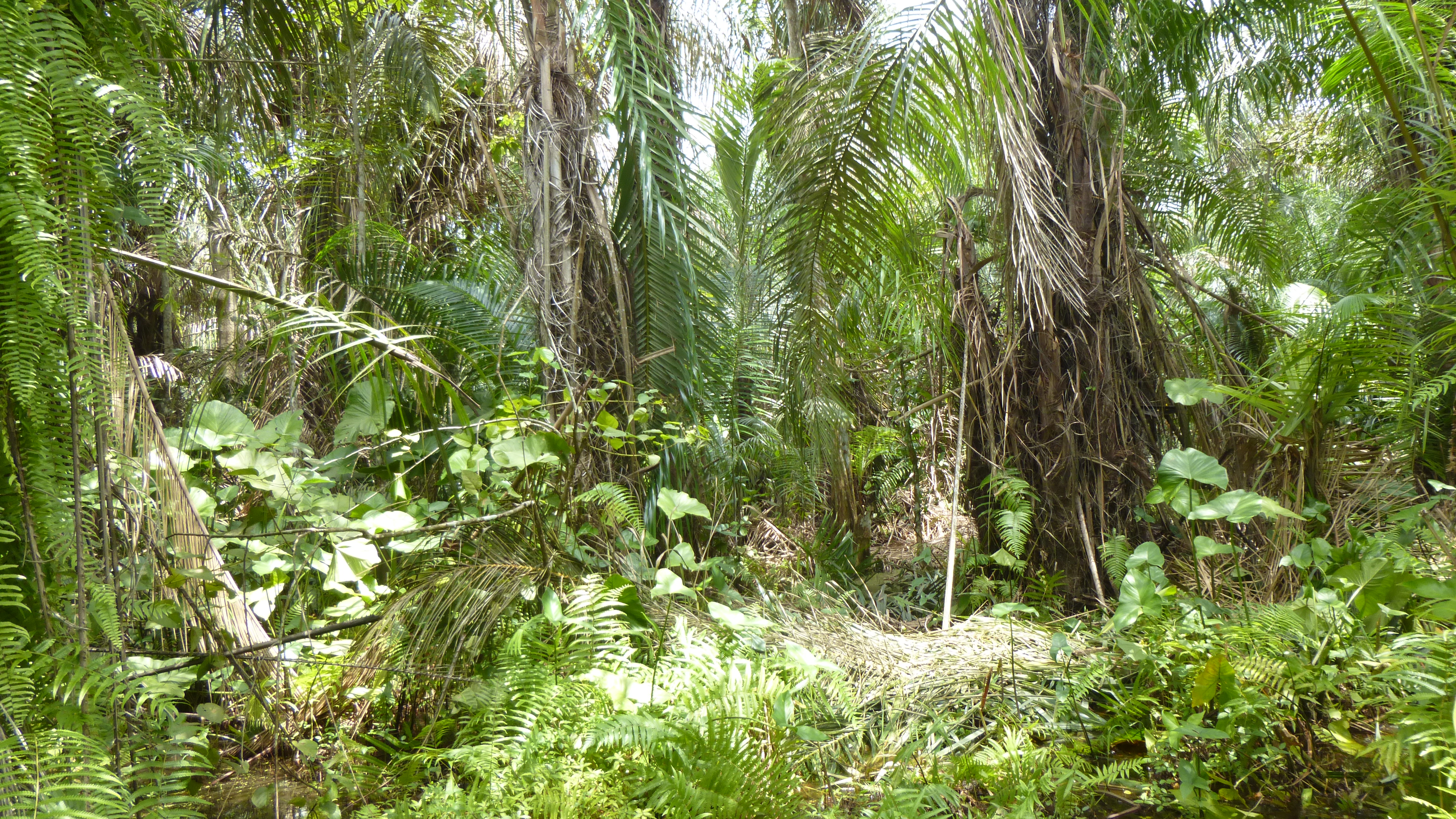L’Autre Bénin ONG engagée pour la protection de la biodiversité dans le Mono-Couffo