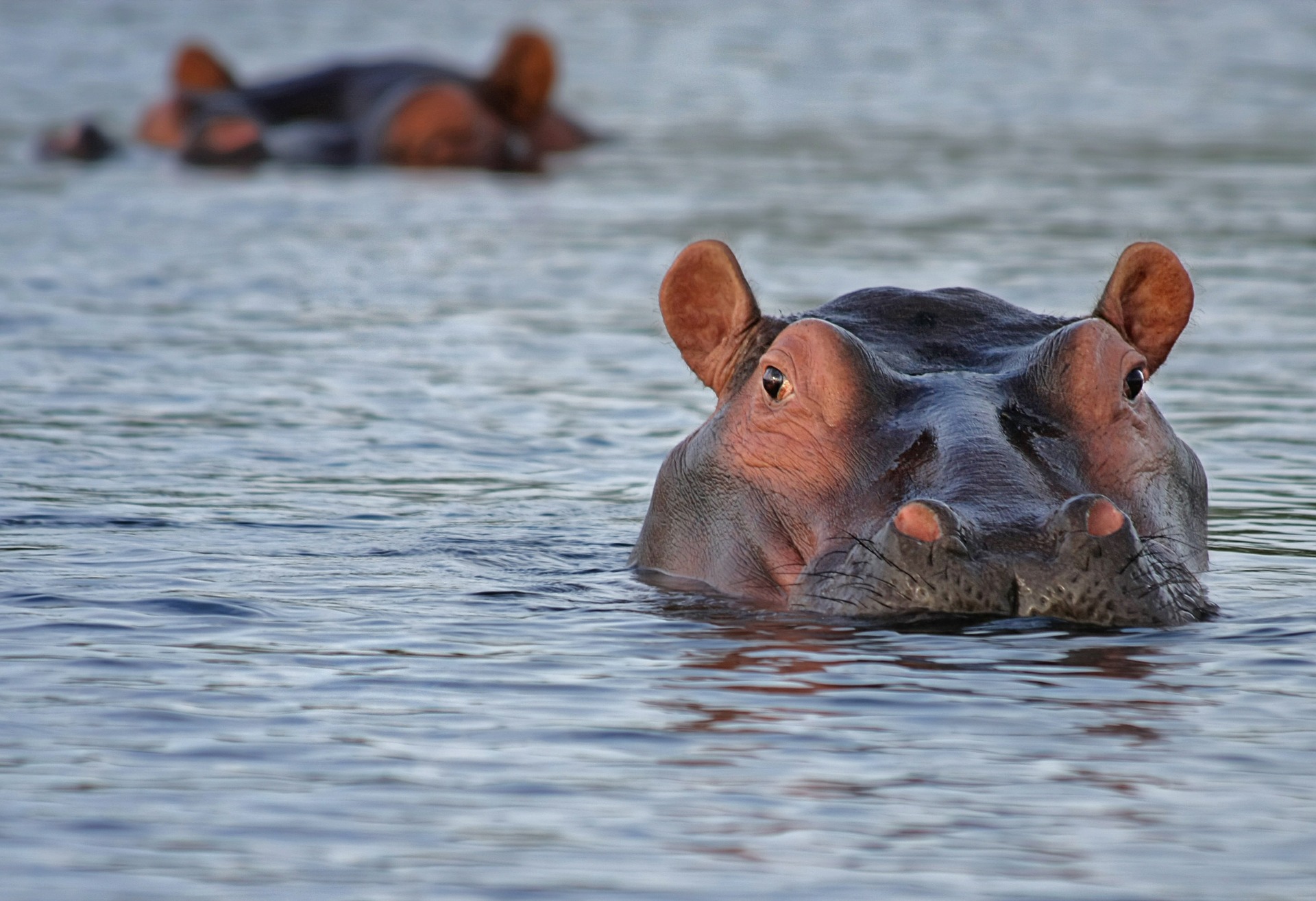 Mort du « dernier » Hippopotame du Lac Ahémé (Sud-Ouest) du Bénin